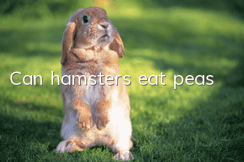 Can hamsters eat peas?