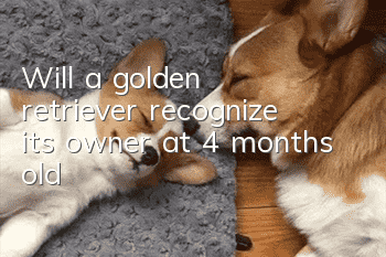 Will a golden retriever recognize its owner at 4 months old?
