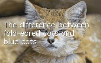 The difference between fold-eared cats and blue cats