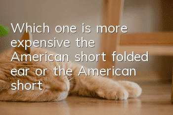 Which one is more expensive, the American short folded ear or the American short?