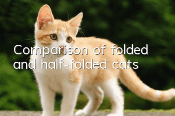 Comparison of folded and half-folded cats