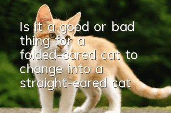 Is it a good or bad thing for a folded-eared cat to change into a straight-eared cat?