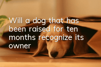 Will a dog that has been raised for ten months recognize its owner?