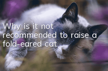 Why is it not recommended to raise a fold-eared cat?