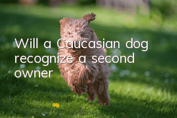 Will a Caucasian dog recognize a second owner?