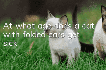 At what age does a cat with folded ears get sick?