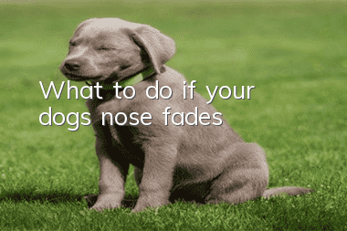 What to do if your dog’s nose fades