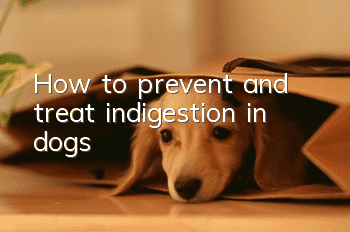 How to prevent and treat indigestion in dogs