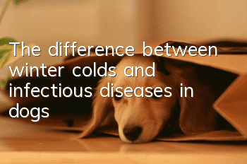 The difference between winter colds and infectious diseases in dogs