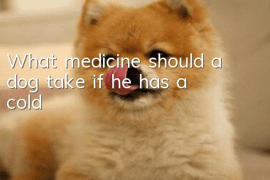 What medicine should a dog take if he has a cold?