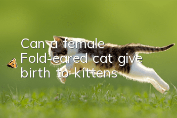 Can a female Fold-eared cat give birth to kittens?