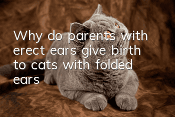 Why do parents with erect ears give birth to cats with folded ears?