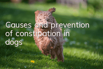 Causes and prevention of constipation in dogs