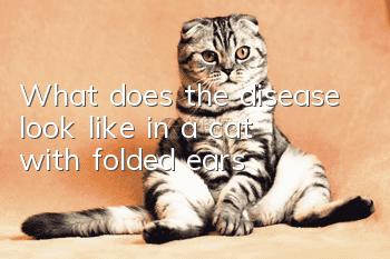 What does the disease look like in a cat with folded ears?