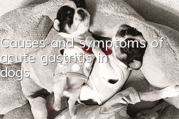 Causes and symptoms of acute gastritis in dogs