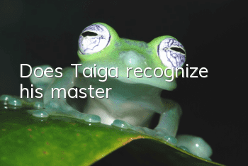 Does Taiga recognize his master?