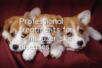 Professional treatments for Schnauzer skin diseases