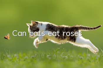 Can cats eat roses?