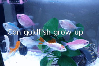 Can goldfish grow up?
