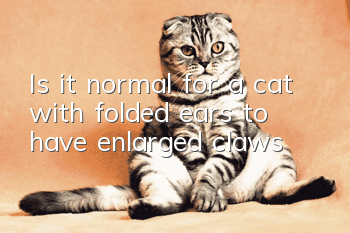 Is it normal for a cat with folded ears to have enlarged claws?