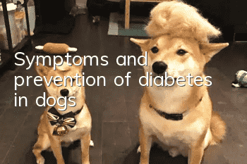Symptoms and prevention of diabetes in dogs