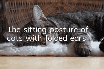 The sitting posture of cats with folded ears