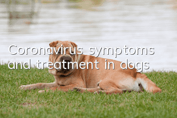 Coronavirus symptoms and treatment in dogs