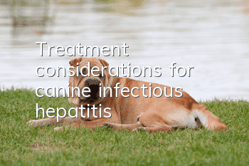 Treatment considerations for canine infectious hepatitis