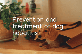 Prevention and treatment of dog hepatitis