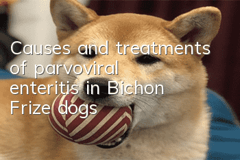 Causes and treatments of parvoviral enteritis in Bichon Frize dogs