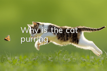 Why is the cat purring?