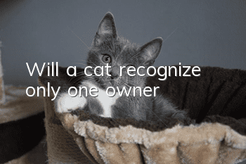 Will a cat recognize only one owner?