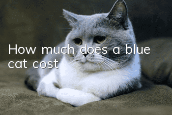How much does a blue cat cost?