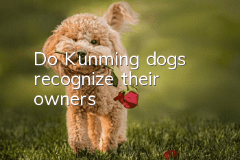 Do Kunming dogs recognize their owners?