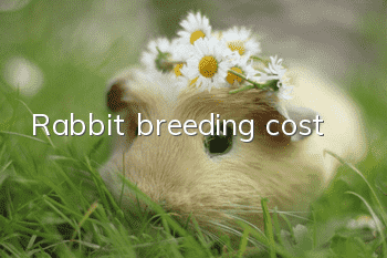 Rabbit breeding cost