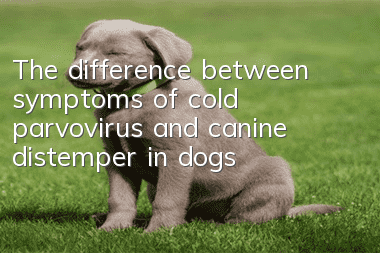 The difference between symptoms of cold, parvovirus and canine distemper in dogs