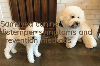 Samoyed canine distemper symptoms and prevention methods