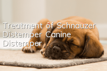 Treatment of Schnauzer Distemper (Canine Distemper)