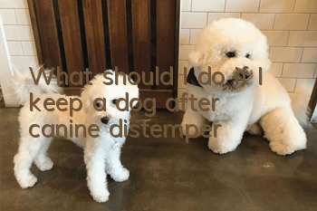 What should I do if I keep a dog after canine distemper?