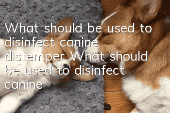 What should be used to disinfect canine distemper? What should be used to disinfect canine distemper?