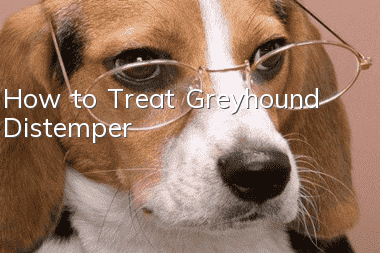 How to Treat Greyhound Distemper