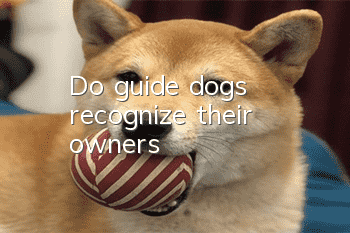 Do guide dogs recognize their owners?