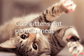 Can kittens eat protein meat?