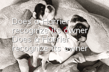 Does a Harrier recognize its owner? Does a Harrier recognize its owner?