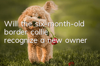Will the six-month-old border collie recognize a new owner?