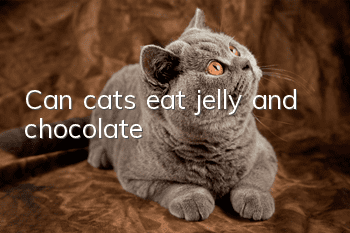 Can cats eat jelly and chocolate?