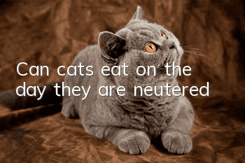 Can cats eat on the day they are neutered?