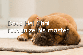 Does Hei Chai recognize his master?