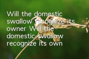 Will the domestic swallow recognize its owner? Will the domestic swallow recognize its owner?