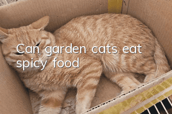 Can garden cats eat spicy food?